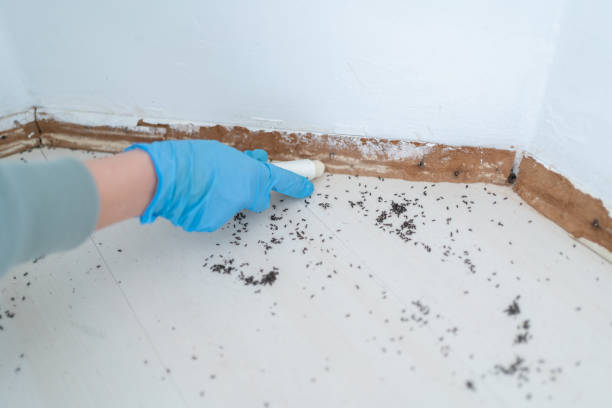 Pest Prevention Services in Lindon, UT